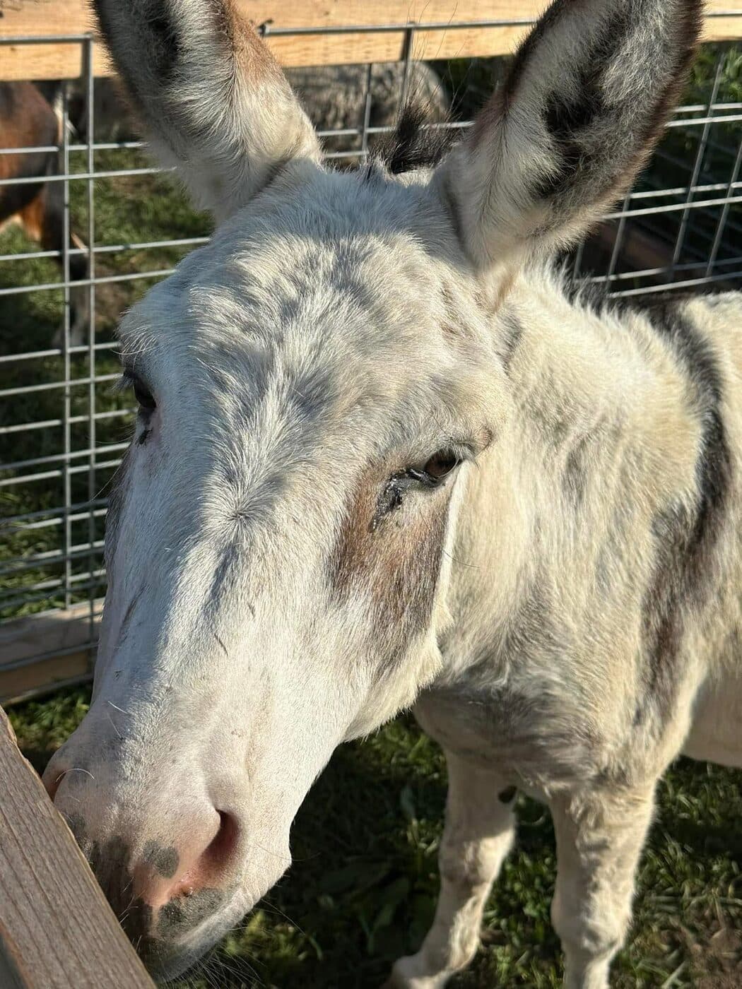 A gentle donkey up close at the Willow Meadows Farm petting zoo