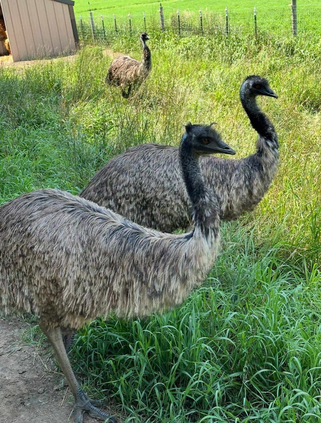 A pair of emus in the grass at the Willow Meadows Farm petting zoo