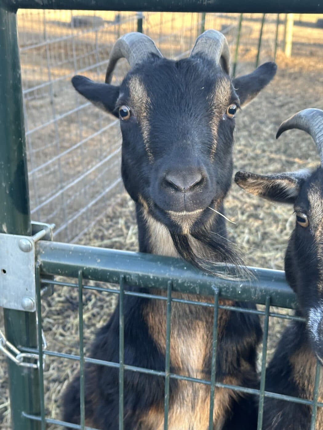 A friendly brown-and-black goat leaning over the gate at the Willow Meadows Farm petting zoo