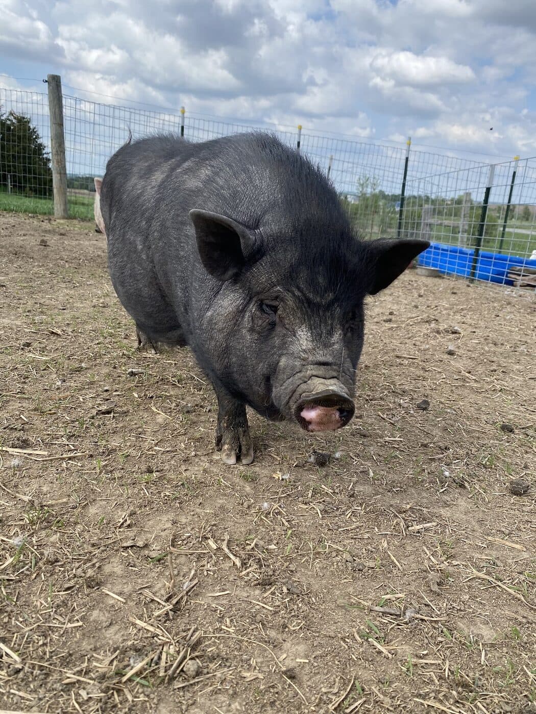 A pot-bellied pig out in the pen at the Willow Meadows Farm petting zoo