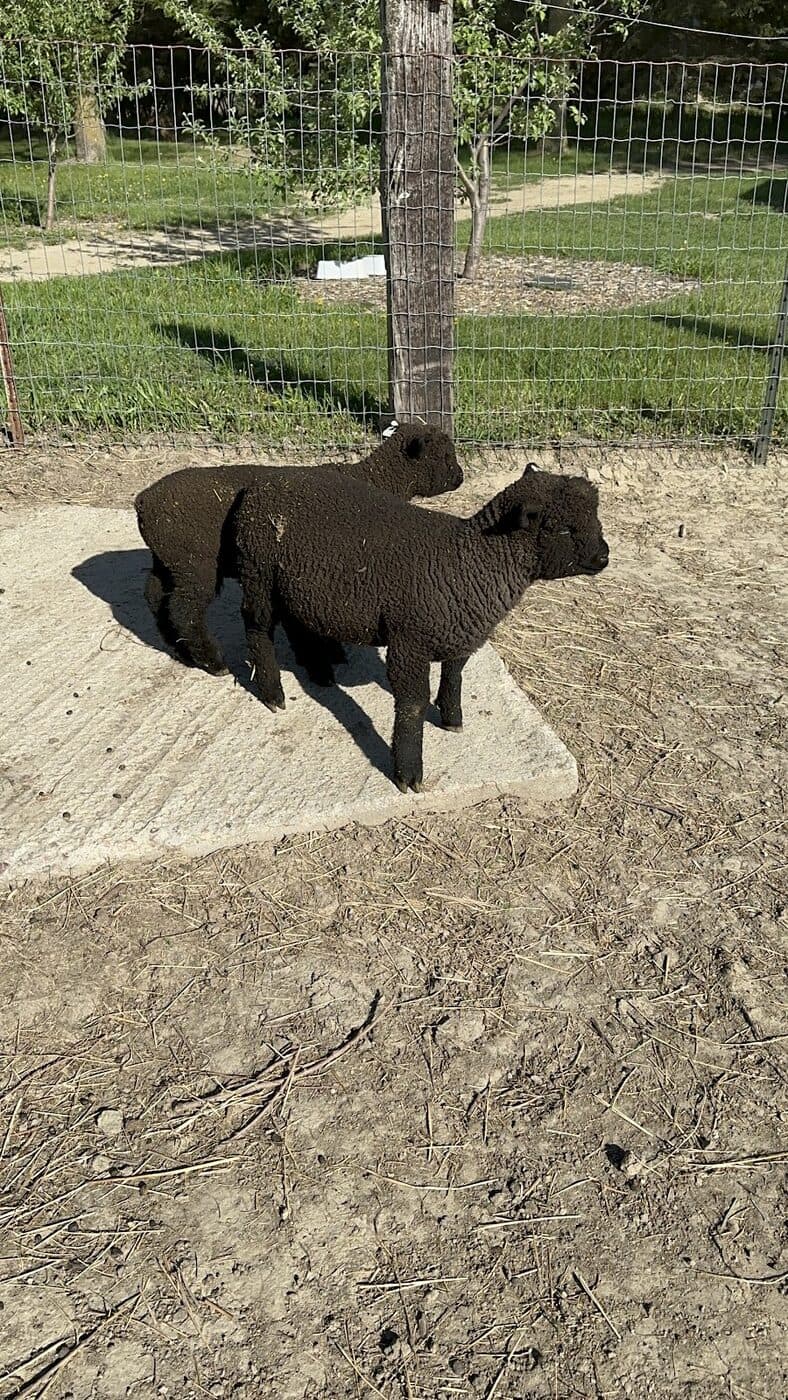 A black sheep in the pen at the Willow Meadows Farm petting zoo