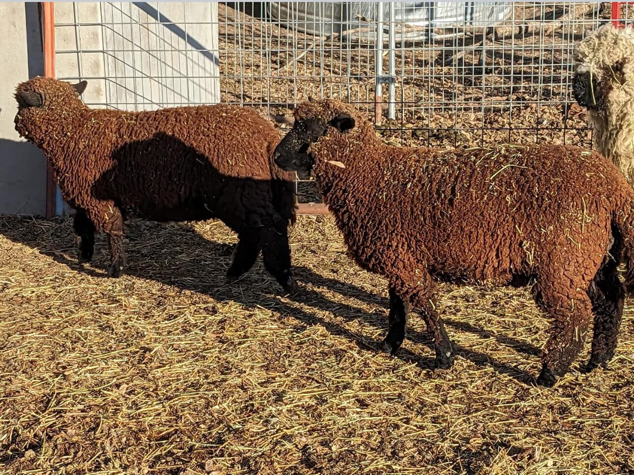 Two brown sheep in the pen at the Willow Meadows Farm petting zoo
