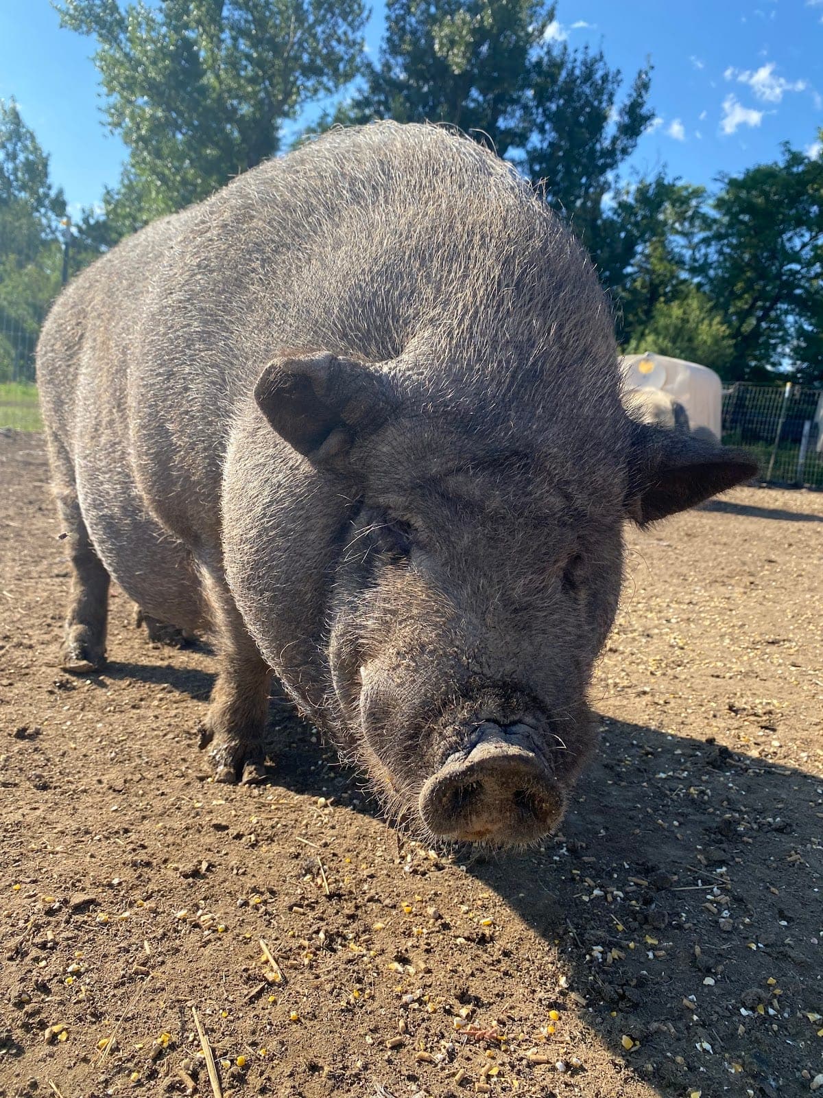 One of our friendly pot-bellied pigs, part of the animals our mobile petting zoo can bring to you